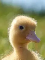 Quackety Duck Duck